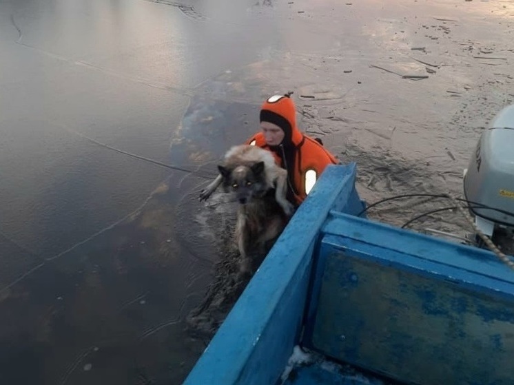 Студенты спасли собаку, провалившуюся под лед в Череповце