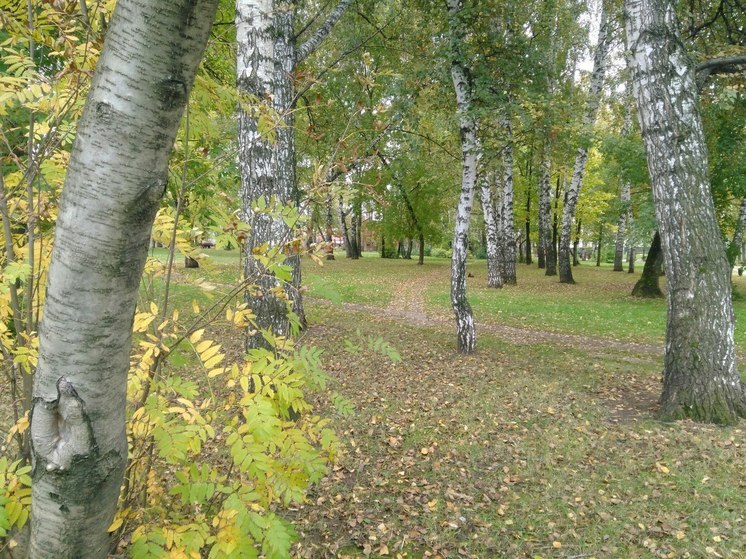 Сухие и аварийные деревья заменят в Ленинском районе Перми