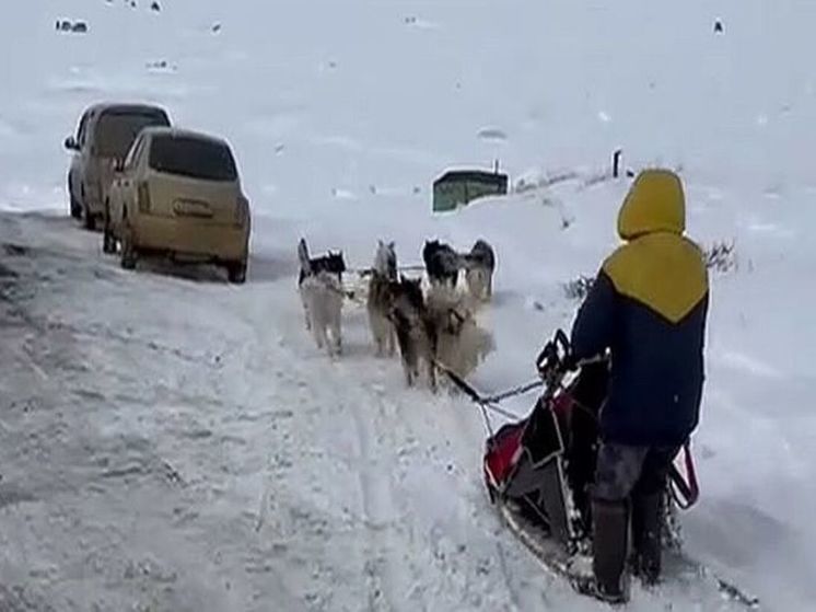 Чукотского каюра оштрафовали за нападение ездовых собак на людей