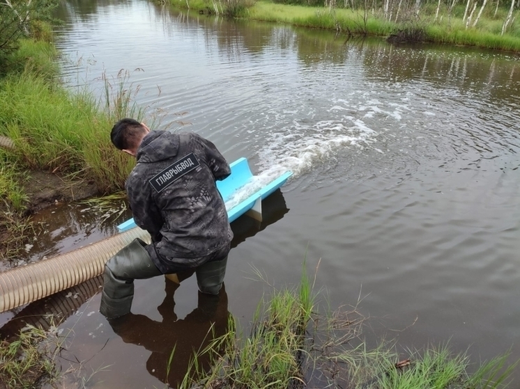 Более одного млн мальков сазана выпустили в водоемы Забайкалья за 2024 год