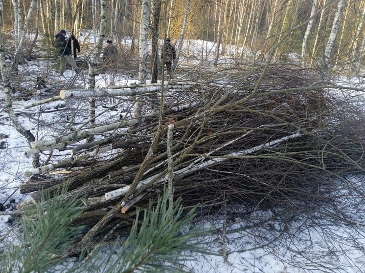 В Орловской области рубки ухода выполняют в лесах на площади 125,11 гектара