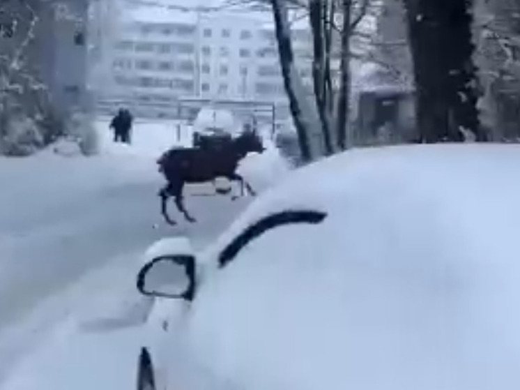 Необычный гость: по городу Тверской области бегает олень