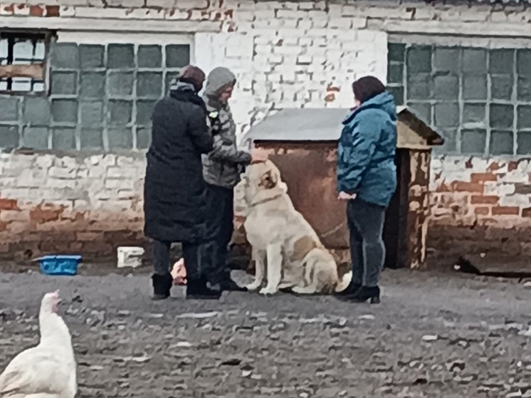 Хозяину алабая, бегавшего в Новгородском районе, вручили уведомление