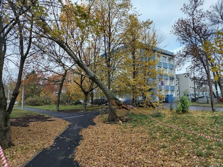 Упавшее дерево на калининградской улице чудом не убило девушку