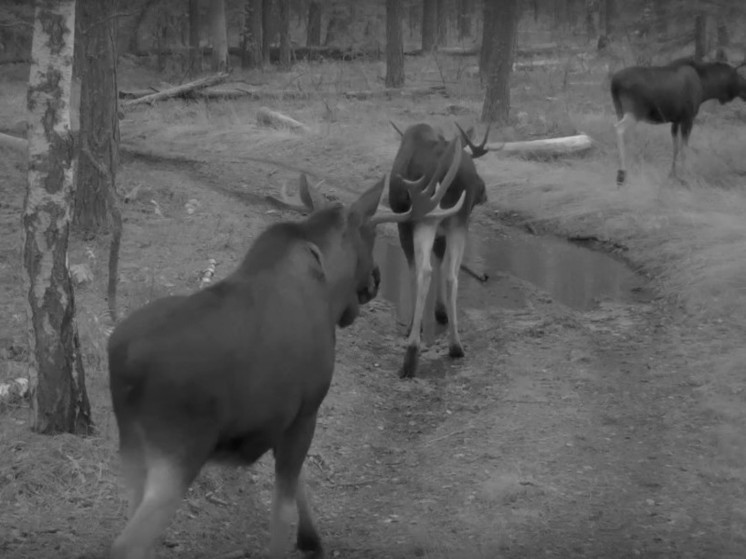 Фотоловушка Окского заповедника под Рязанью засняла парад лосей