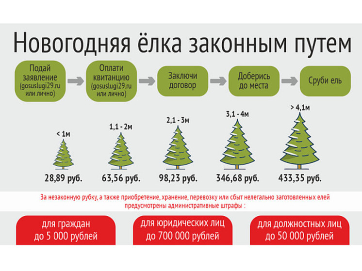 В Поморье лесничества назвали цены на новогодние ели