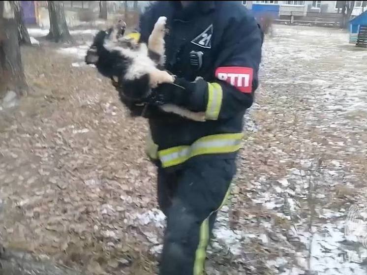 Ивановские пожарные спасли от агрессивных собак детский сад