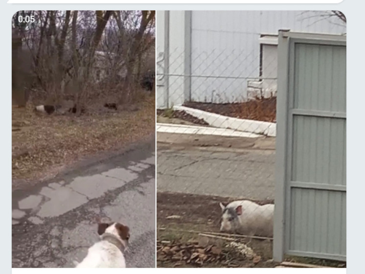 Белгородцы пожаловались на бродячих поросят