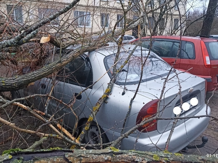 Дерево упало на автомобиль в Олонце