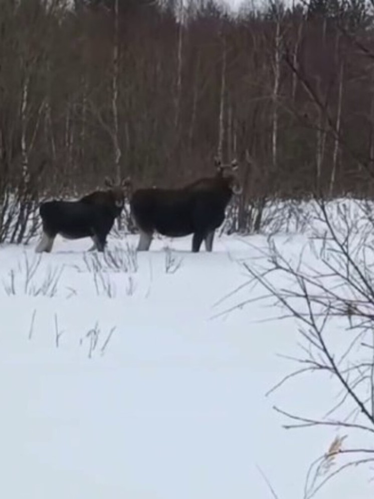 Семейство лосей запечатлели в Амурской области