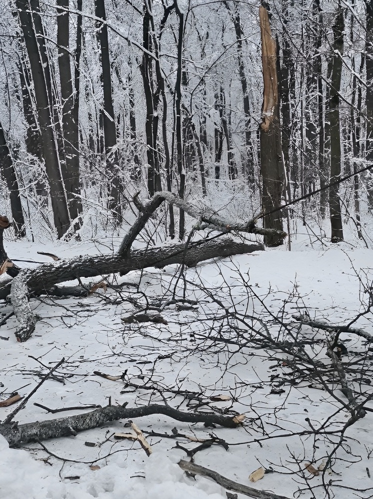 На Олимпийской аллее в Пензе дерево упало на линию электропередач