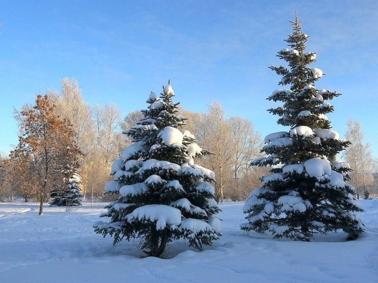 Всего за 8 рублей нижегородцы могут купить живую новогоднюю елку