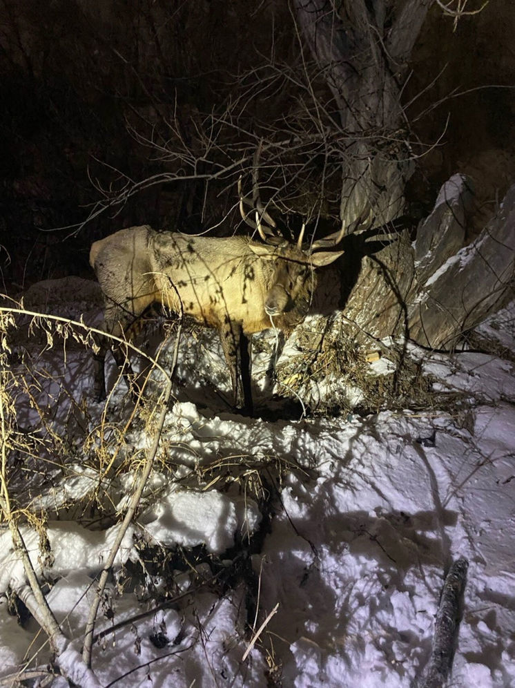 Новокузнецкие спасатели помогли застрявшему в городе маралу