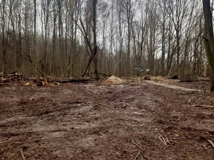 В Великом Новгороде проверят организацию, рубившую деревья в Юрьевском подворье