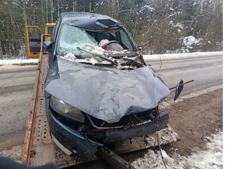 В Холм-Жирковском районе лось послужил причиной ДТП