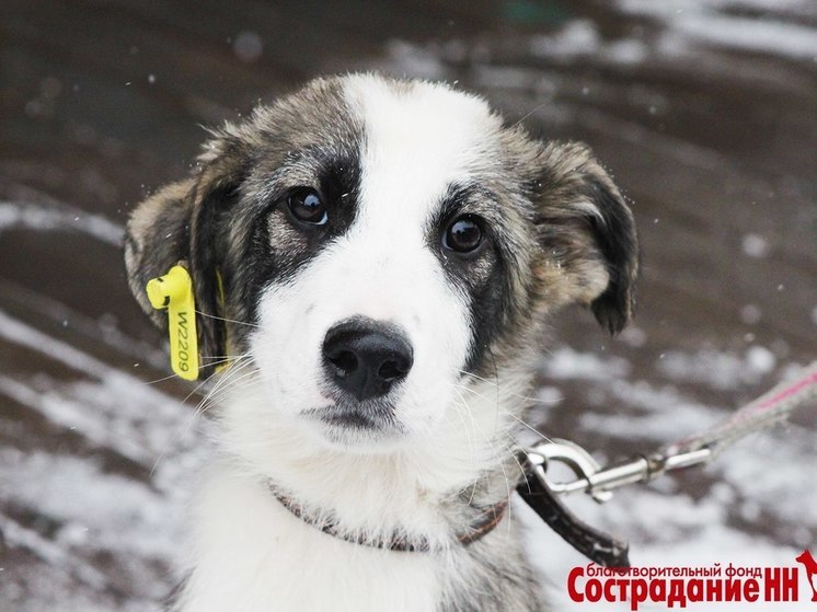 Число бездомных животных сократилось в Нижнем Новгороде в 15 раз