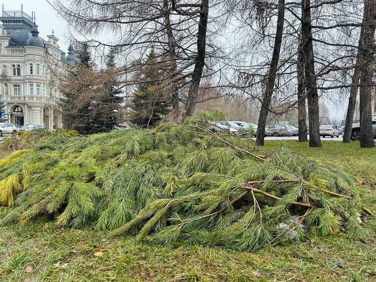 В Казани цветочные клумбы на зиму укрыли ветками хвойных деревьев