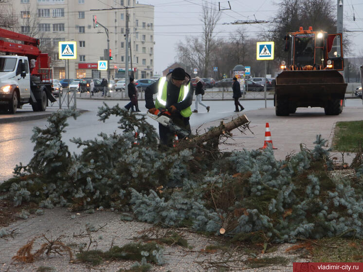 Во Владимире начали вырубать ели на площади Победы