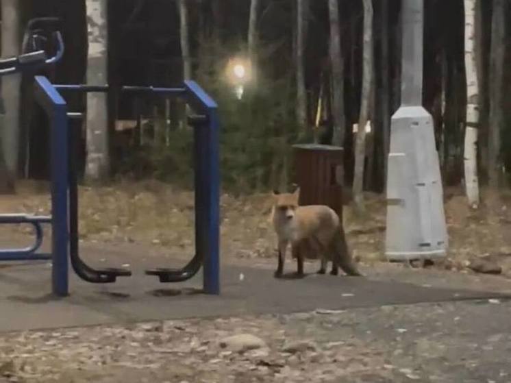 Лиса устроила догонялки с жительницей Петрозаводска и ее собакой