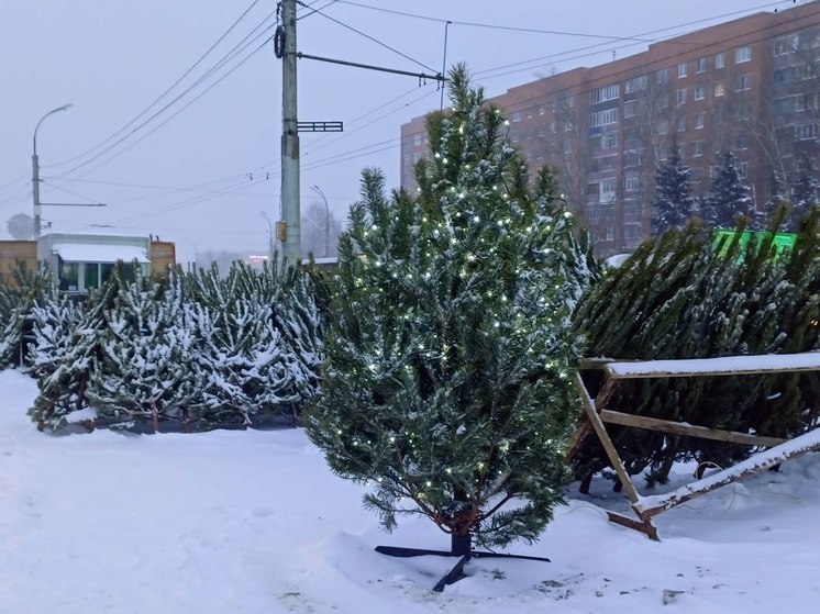 В Пензе выставили на аукцион площадки для елочных базаров
