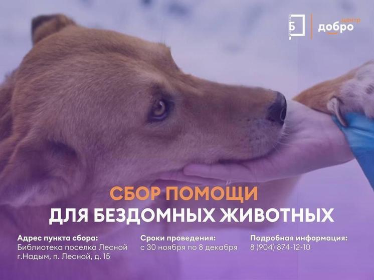 Лекарства и корм для приютских животных соберут в Надыме