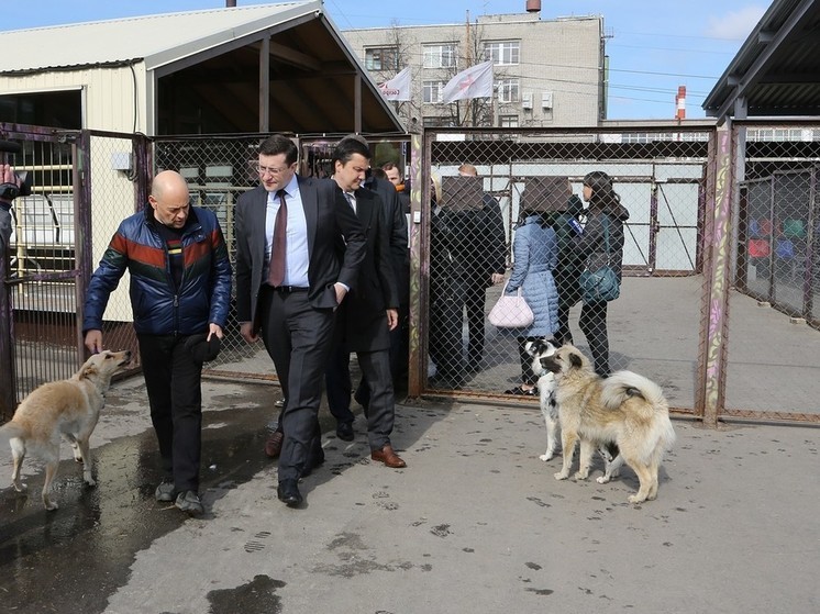 «Сострадание НН» первым в стране получил субсидию для приютов