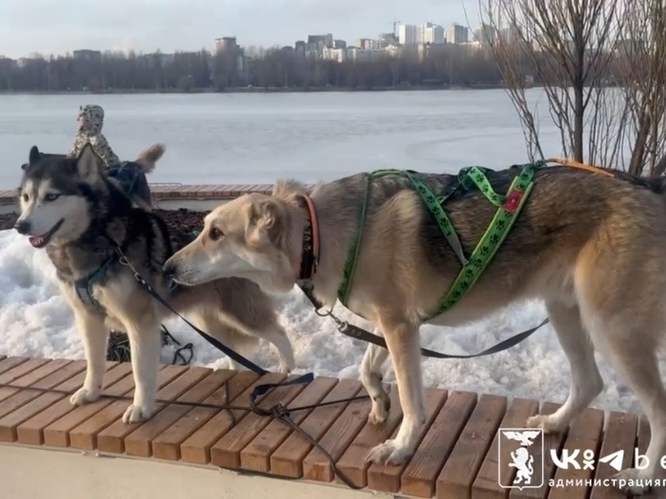 Жителей Белгорода ждет новогодний забег с хаски