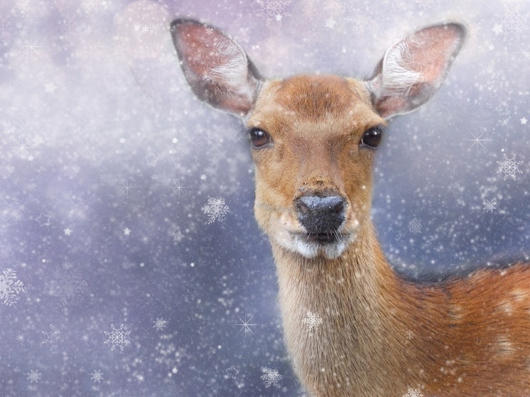 В Амурской области выявили более полусотни охотников с незакрытым разрешением