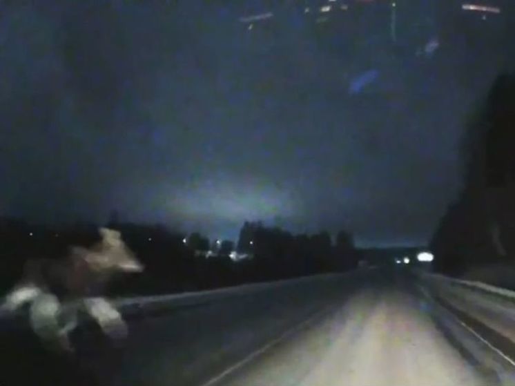 Лось чуть не устроил страшную аварию в Подмосковье