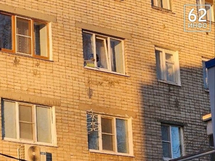 В Рязани кот застрял в окне жилого дома на улице МОГЭС