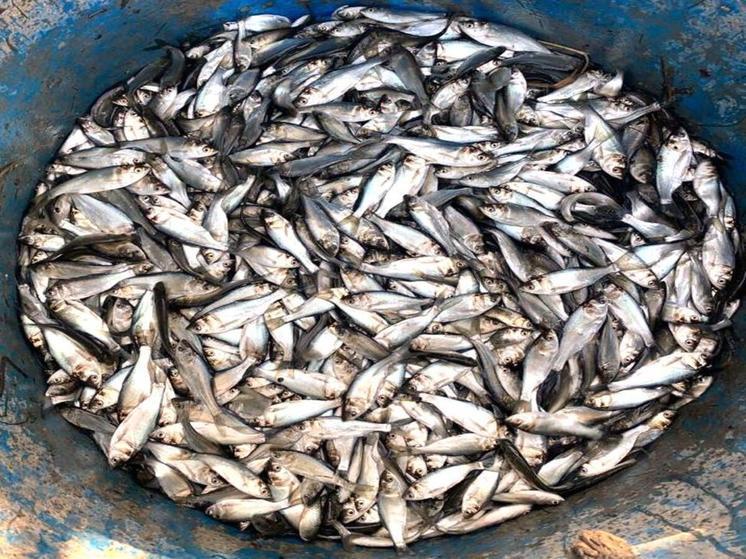 Для борьбы с водорослями в Дон выпустили свыше 37 тысяч рыб