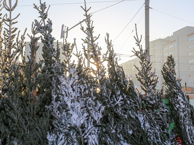 В Новосибирск привезли около 9 тысяч новогодних деревьев