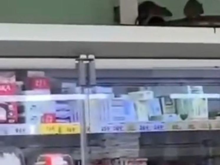 В продуктовом магазине Подмосковья заметили крыс