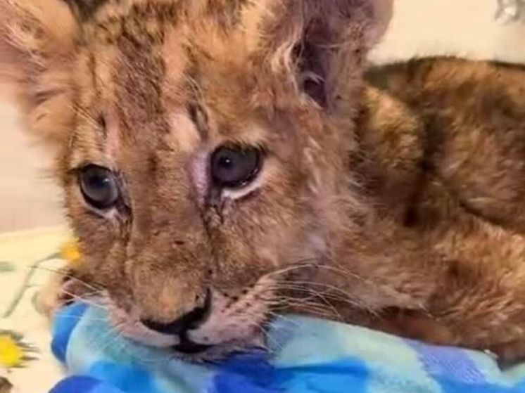 Приют для животных «Земля Прайда» в Подмосковье переедет на новое место