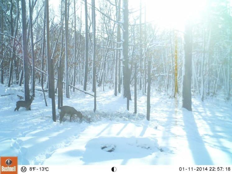 Диких животных начали подкармливать в Амурской области