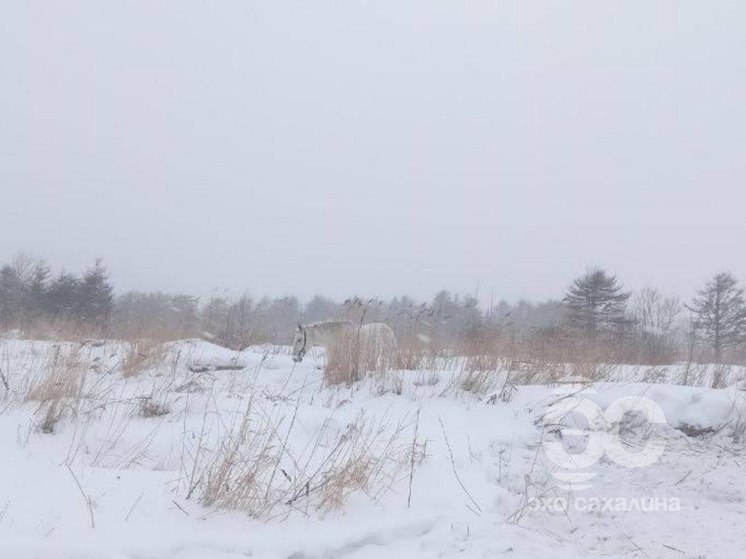 В Углегорске бросили посреди зимнего поля привязанных лошадей