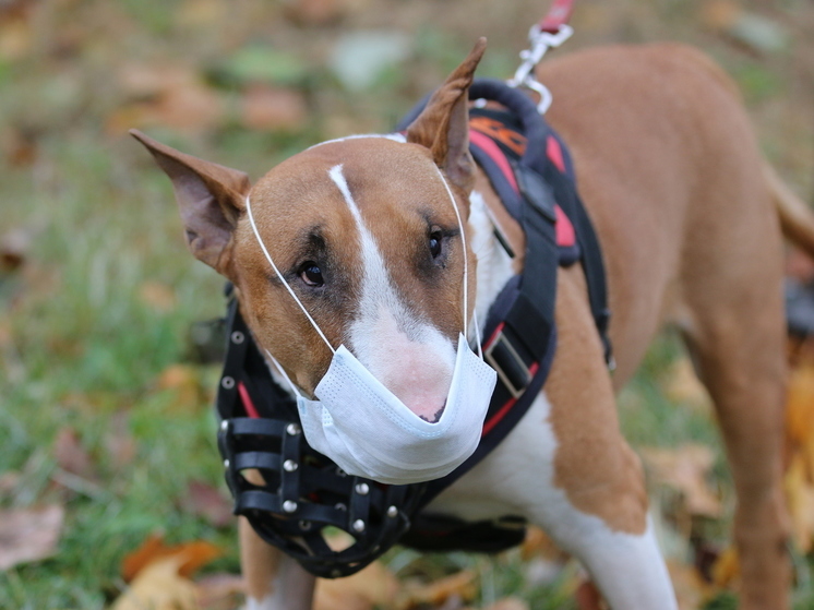 В Пермском крае маленького ребенка посадили в клетку с бойцовской собакой