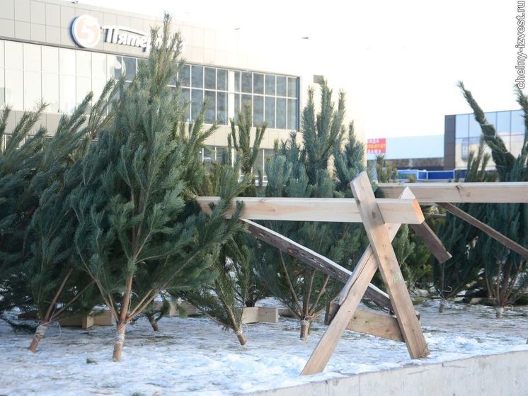 В Набережных Челнах подорожали новогодние елки и сосны
