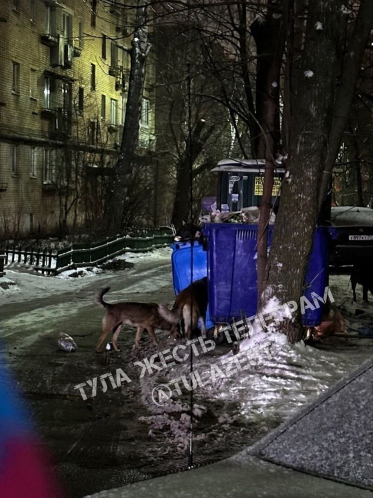 В Туле стаю агрессивных собак заметили у детской площадки