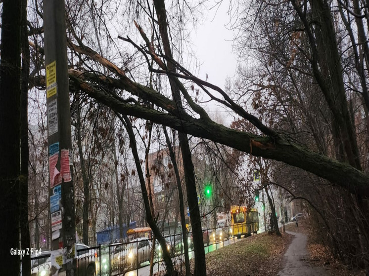 В Ростове аварийное дерево повисло прямо над тротуаром