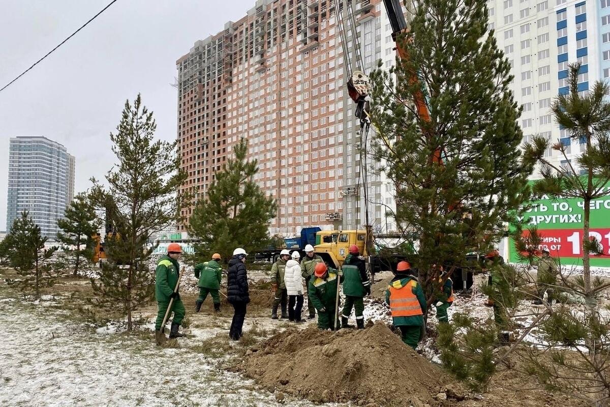 ГК «Зелёный сад» высадила сосновую аллею вдоль Муромского шоссе в Рязани