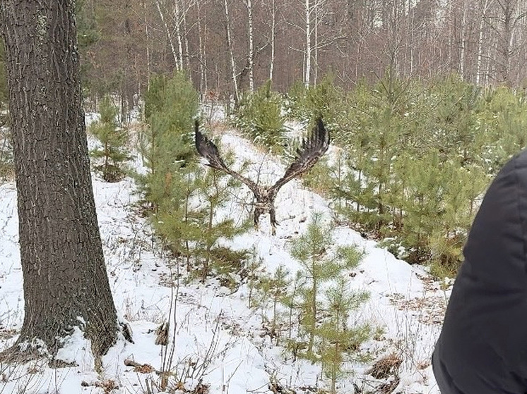 В Тамбовской области орлан-белохвост успешно выпущен в естественную среду обитания