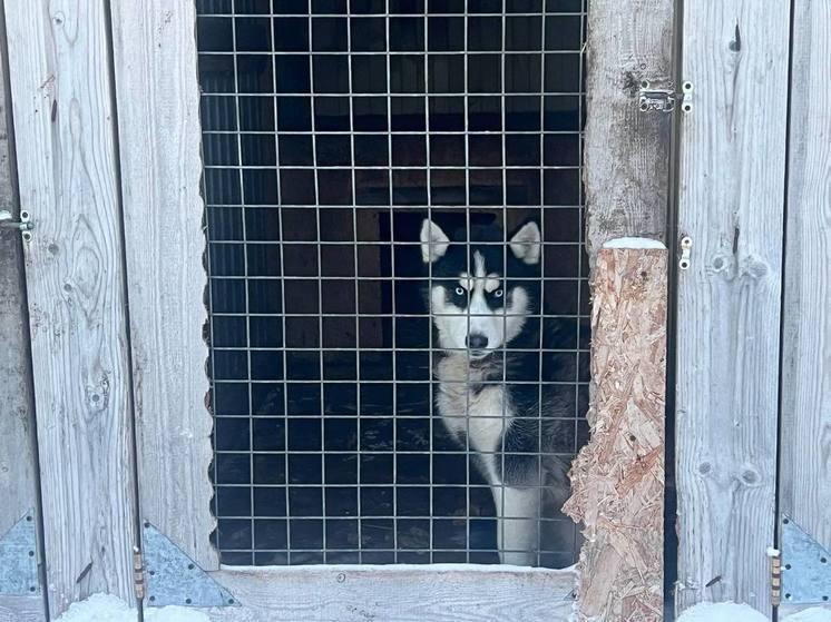 12 кошек и 5 щенков погибли при пожаре в приюте Аксарки