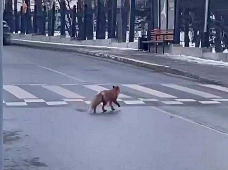 На Сахалине сняли на видео законопослушную лису