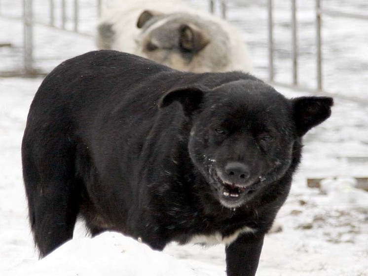 Стая агрессивных собак терроризирует жителей микрорайона в Балашихе