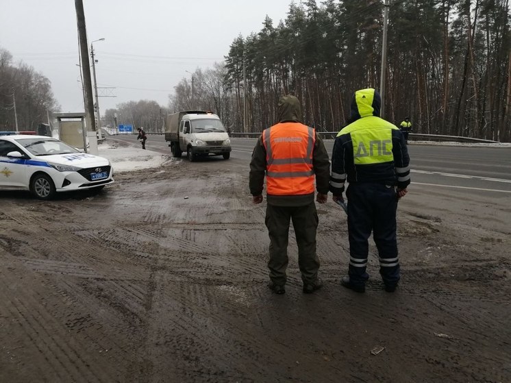 Более 300 ДТП с дикими животными зарегистрировали в Тульской области с начала года