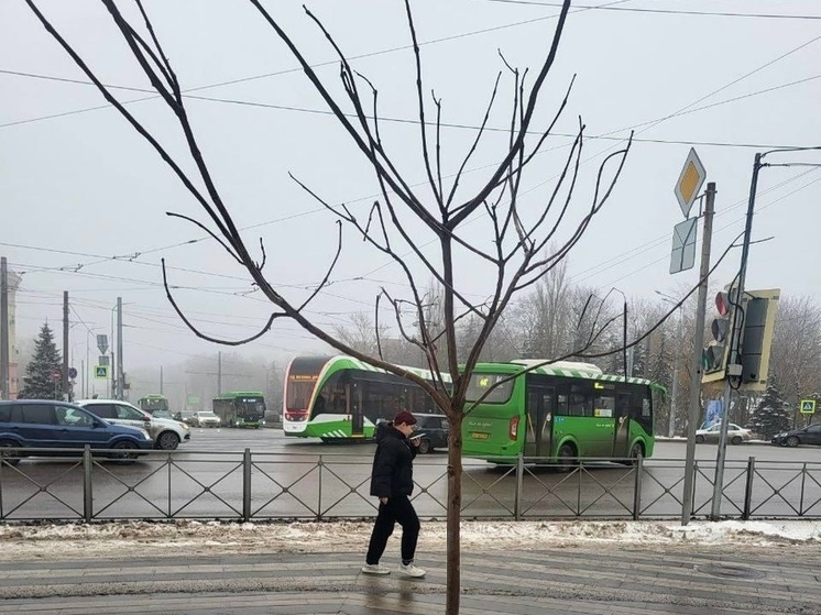 В Курске в сквере на площади Перекальского высадили шесть катальп