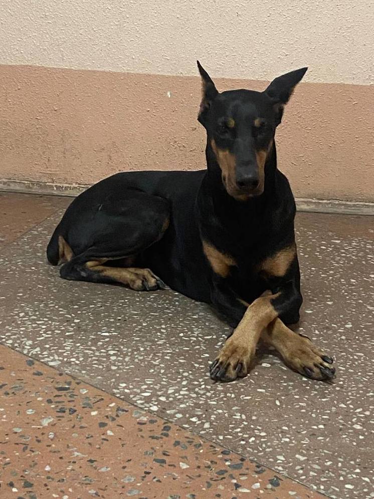 Сахалинские полицейские ищут новых хозяев для девочки-добермана