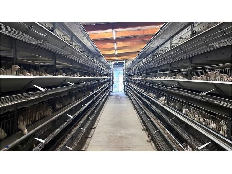 Россельхознадзор за нарушения закрыл перепелиную ферму в Смоленском районе