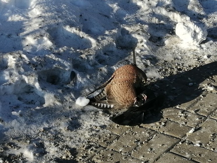 Пустельга полакомилась голубем на глазах удивленных хабаровчан